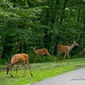 Review photo of Chief Logan State Park Campground by Jennifer B., August 30, 2019