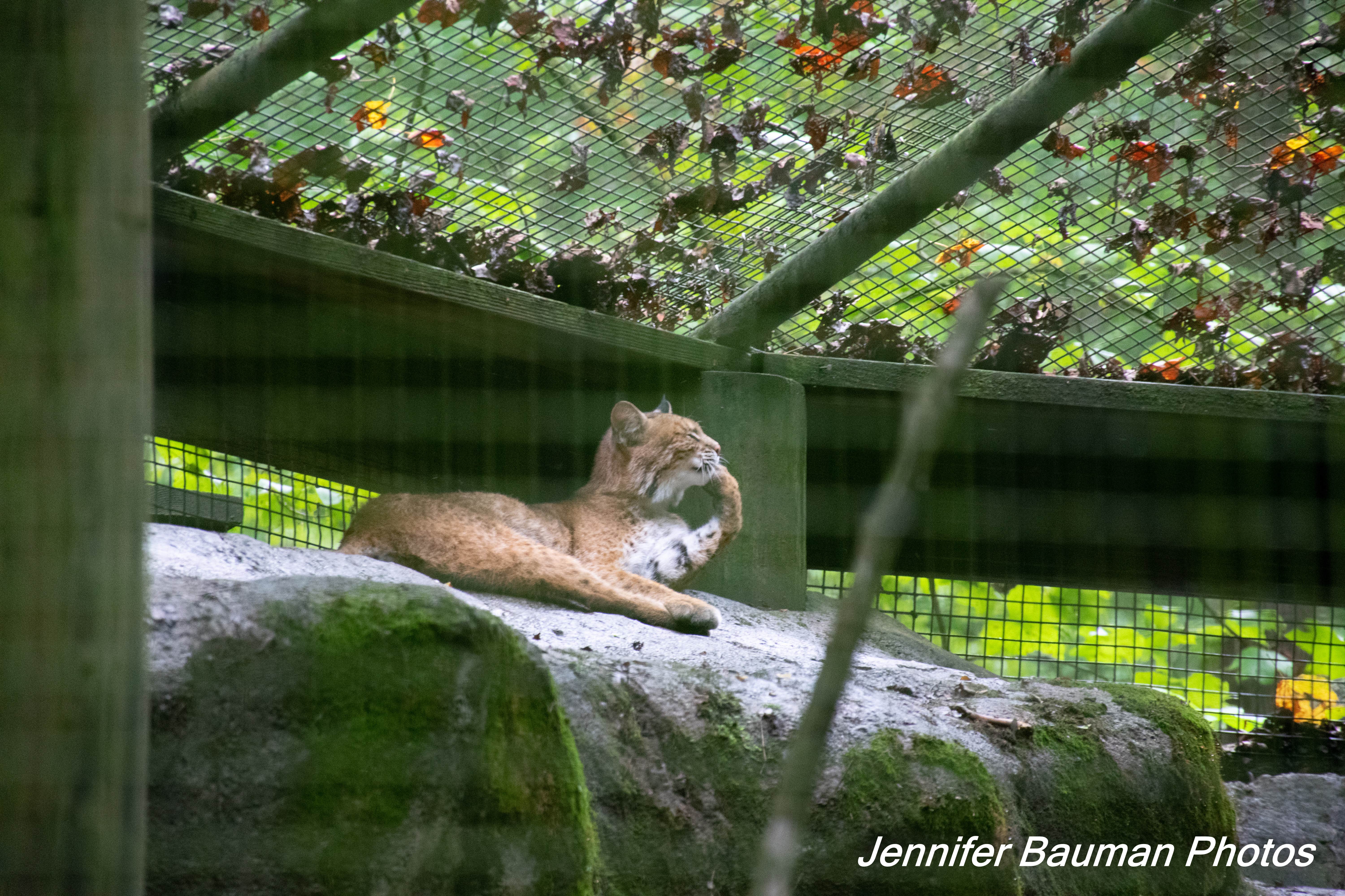 Jennifer B.'s photo of camping with pets at Chief Logan State Park Campground near Louisa, KY