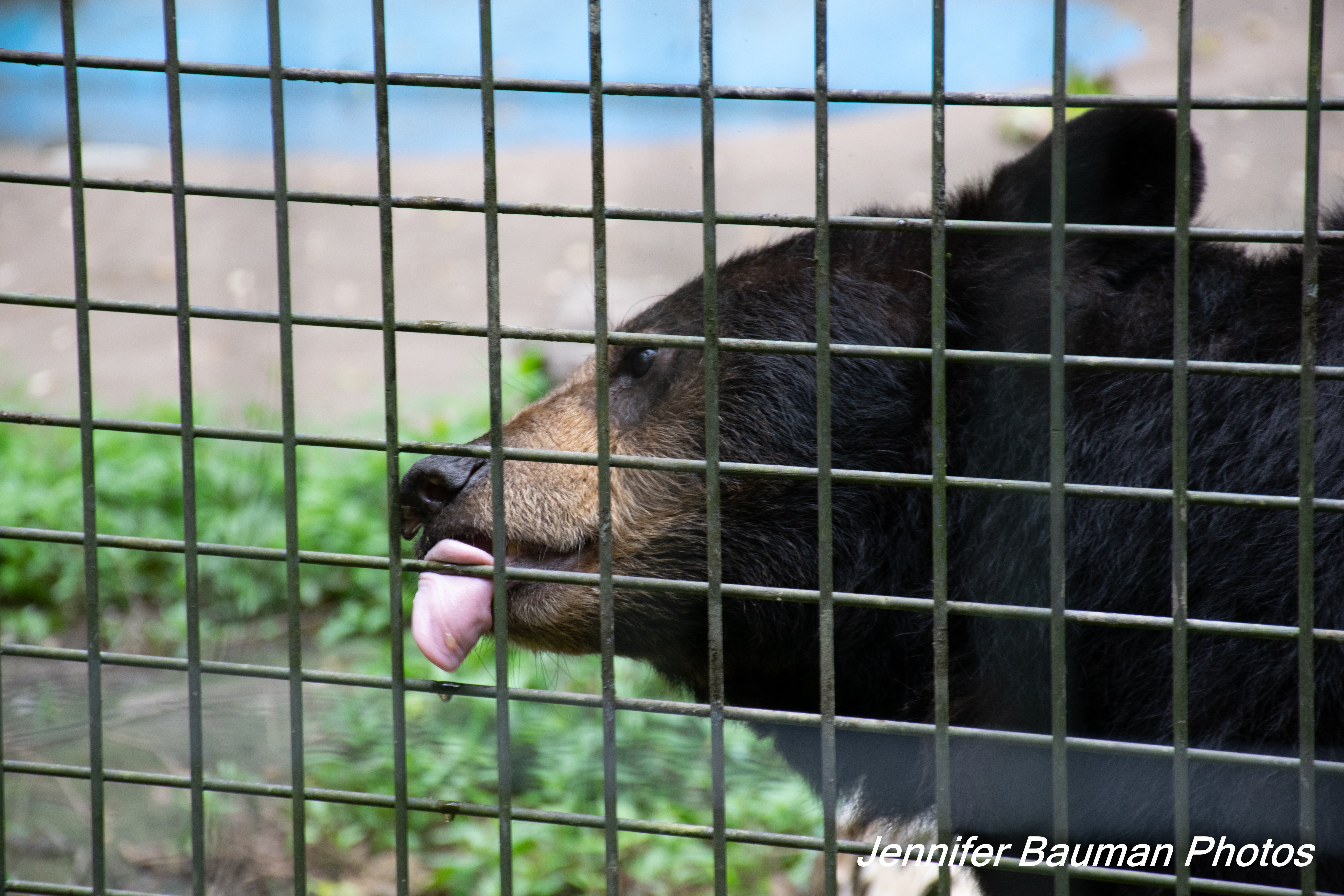 Mandy snacking out on some honey put on the fence of the bear enclosure.