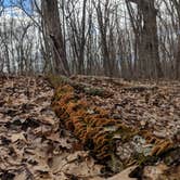 Review photo of Oronoco Campground by Max O., August 24, 2019