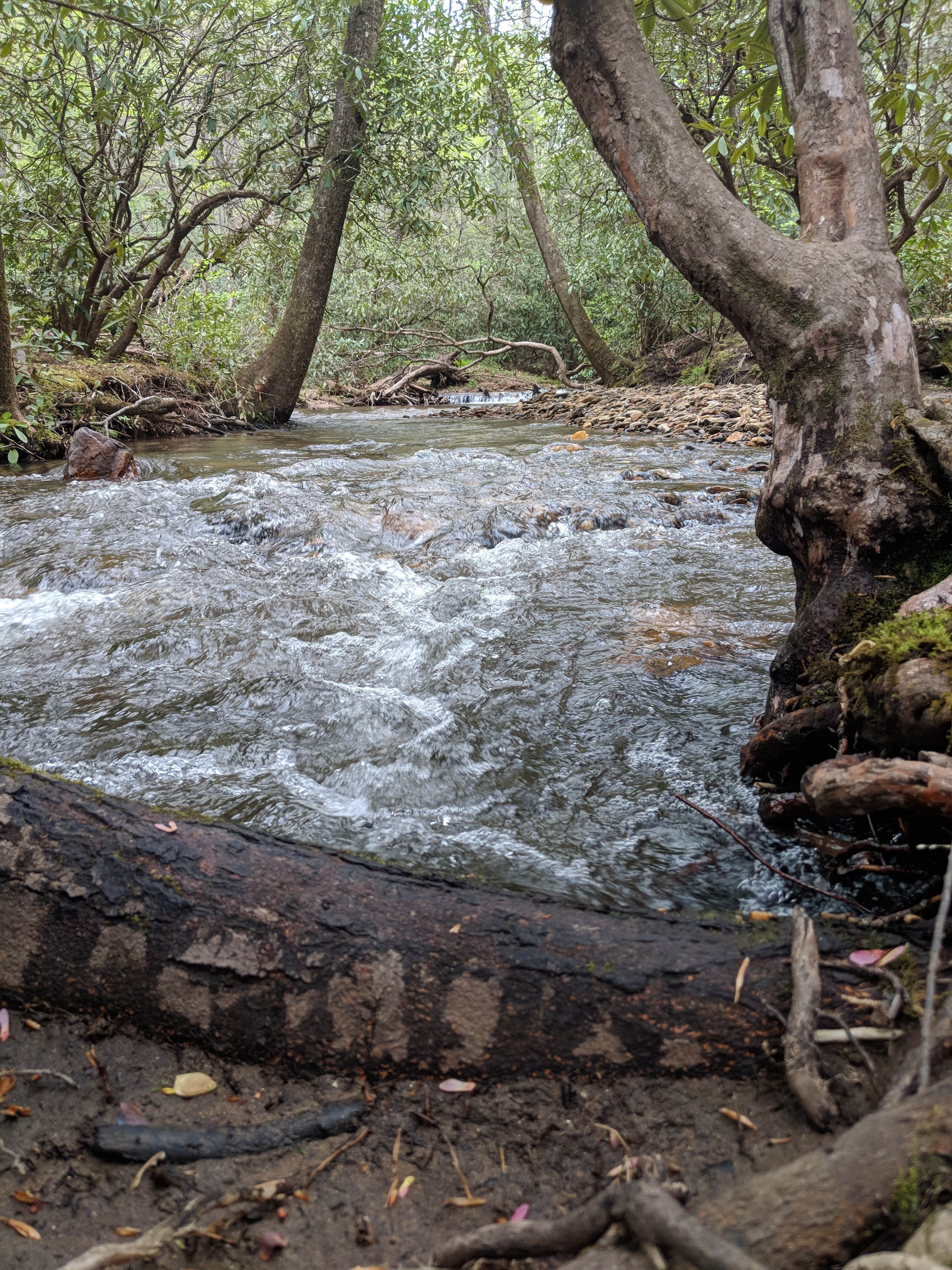 Camper submitted image from Pisgah National Forest Wash Creek Horse Camp - 1