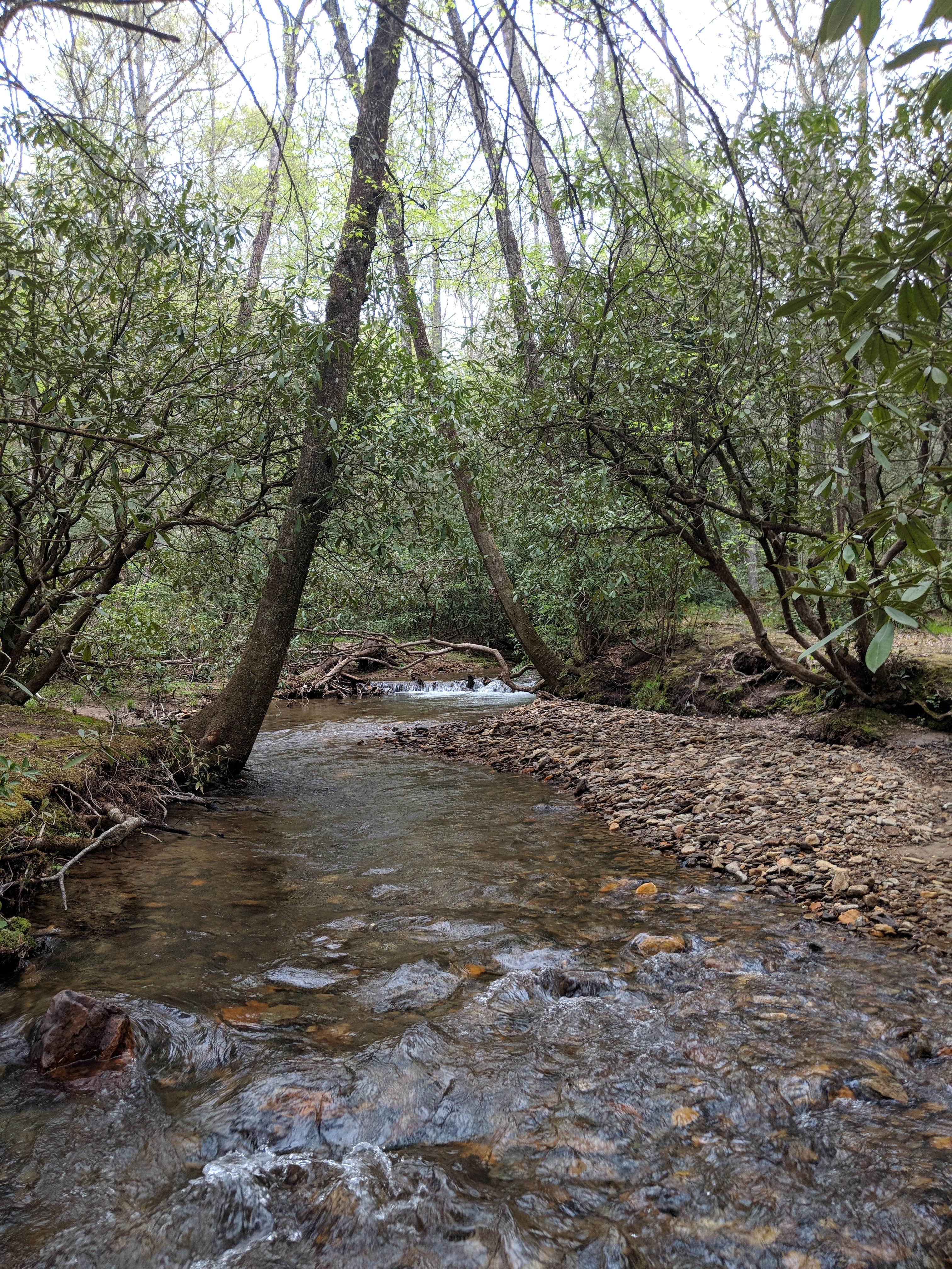 Camper submitted image from Pisgah National Forest Wash Creek Horse Camp - 3