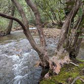 Review photo of Pisgah National Forest Wash Creek Horse Camp by Max O., August 24, 2019