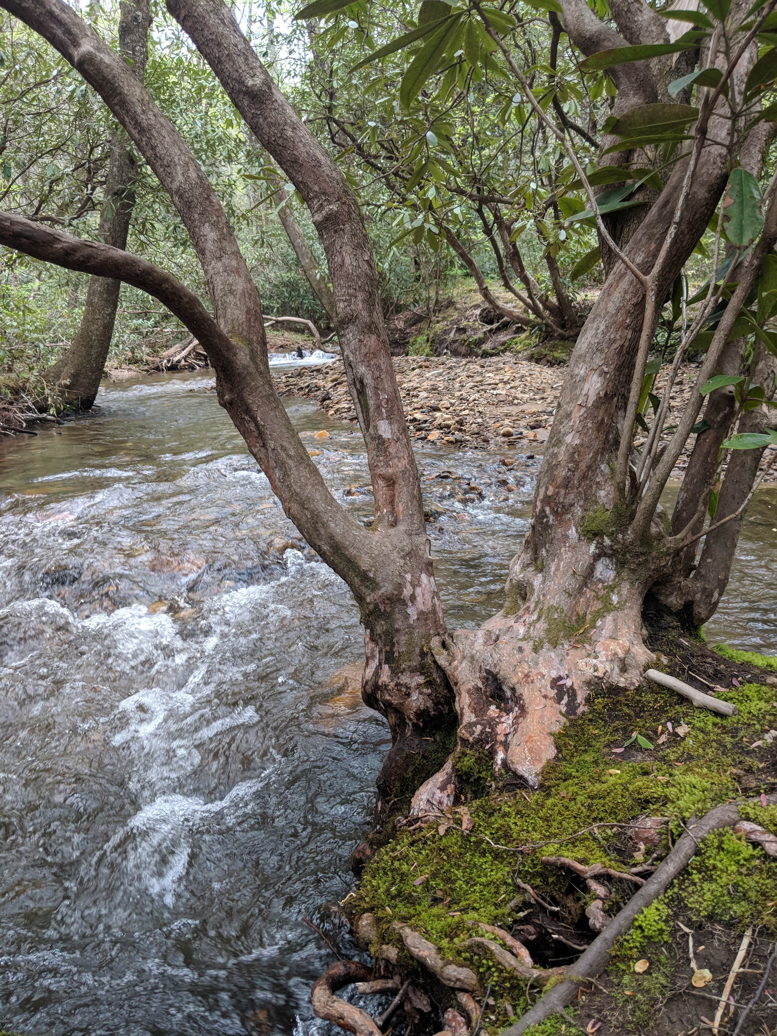 Camper submitted image from Pisgah National Forest Wash Creek Horse Camp - 2