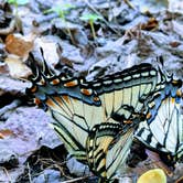 Review photo of Pisgah National Forest Wash Creek Horse Camp by Max O., August 24, 2019