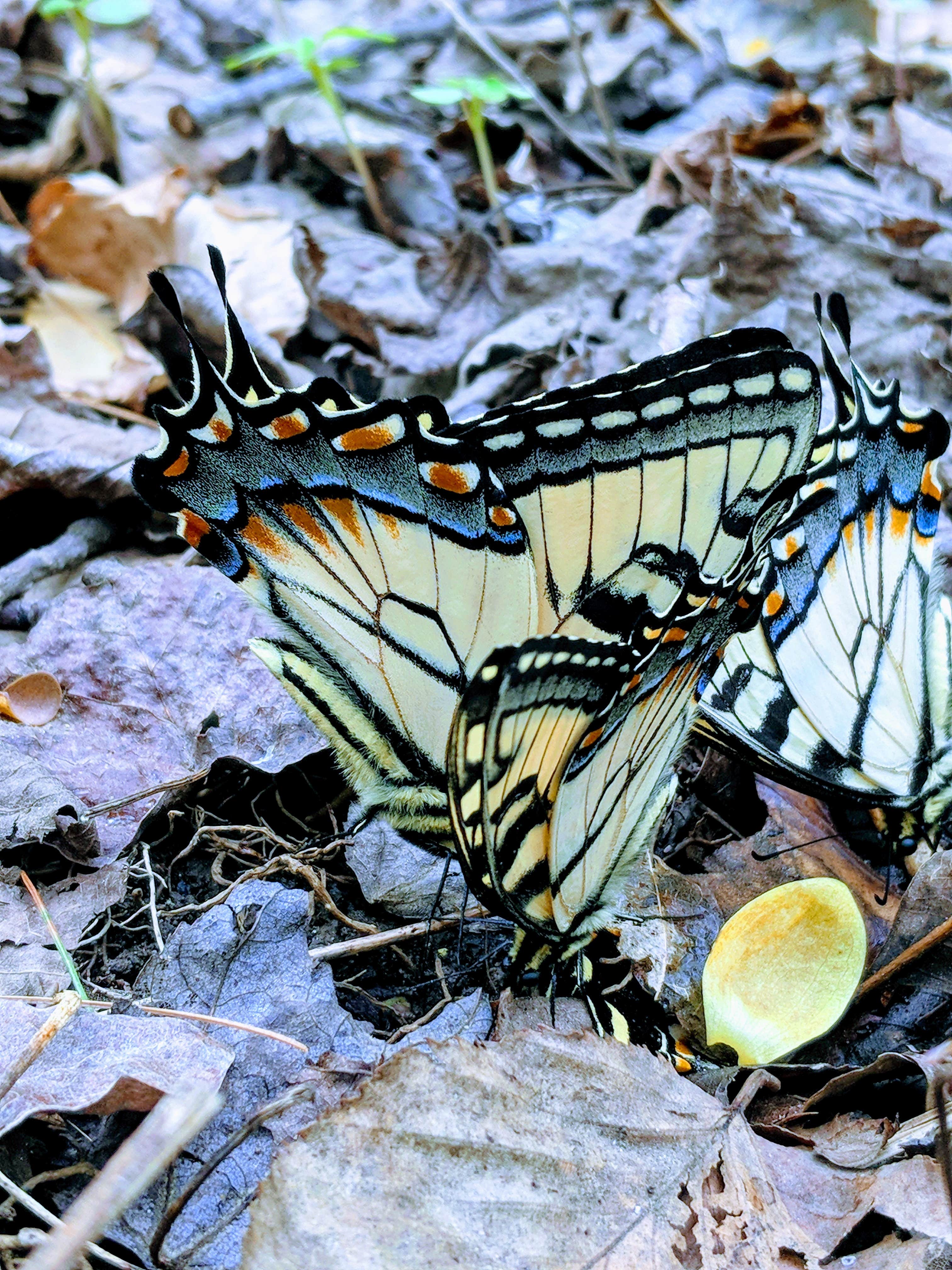 Camper submitted image from Pisgah National Forest Wash Creek Horse Camp - 4