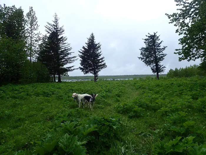 Camper submitted image from Middle Dangerous River Cabin - 1