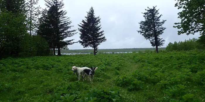 Camper submitted image from Middle Dangerous River Cabin