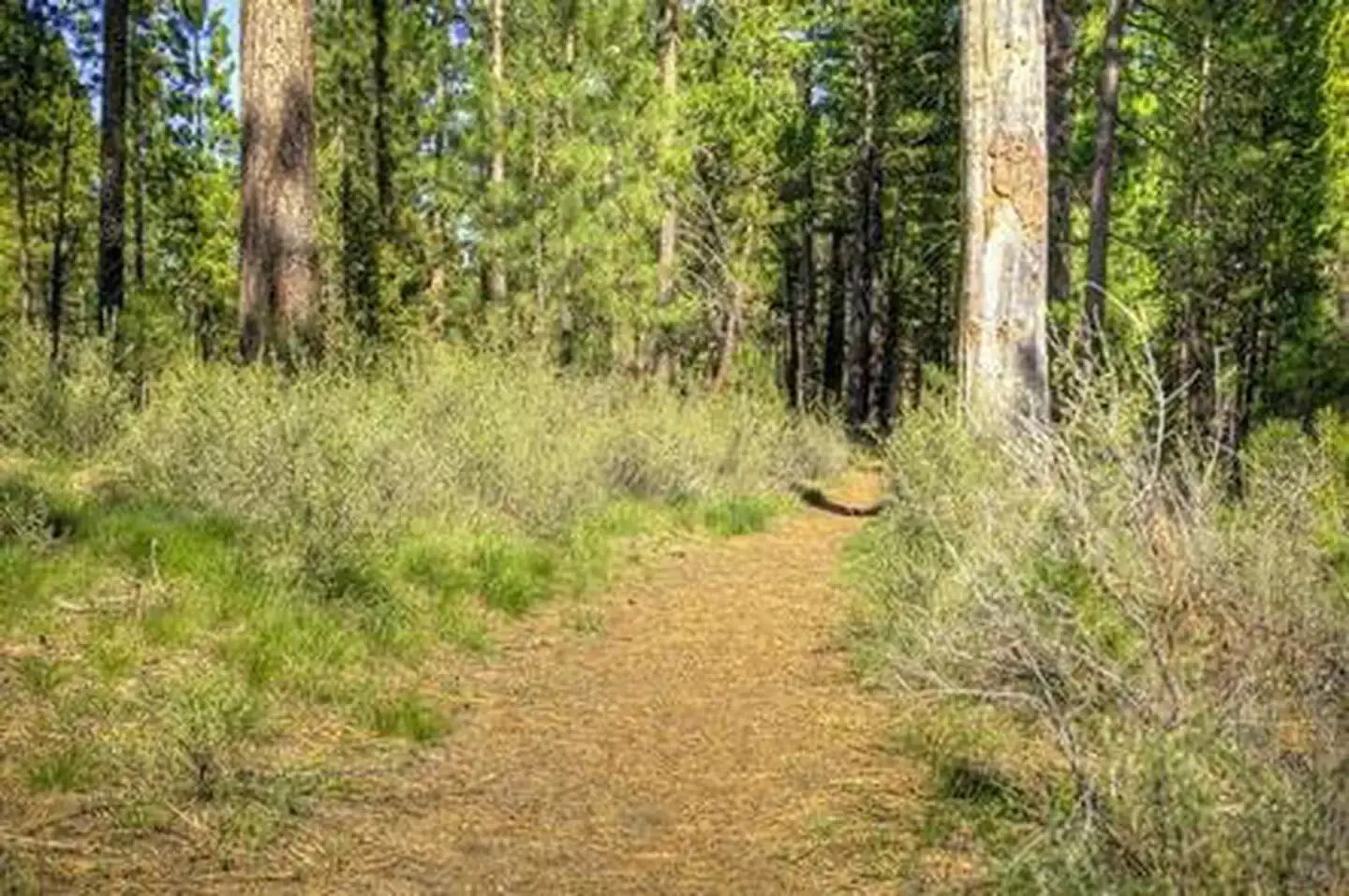 Camper-submitted photo at Big River Campground near Sunriver, OR