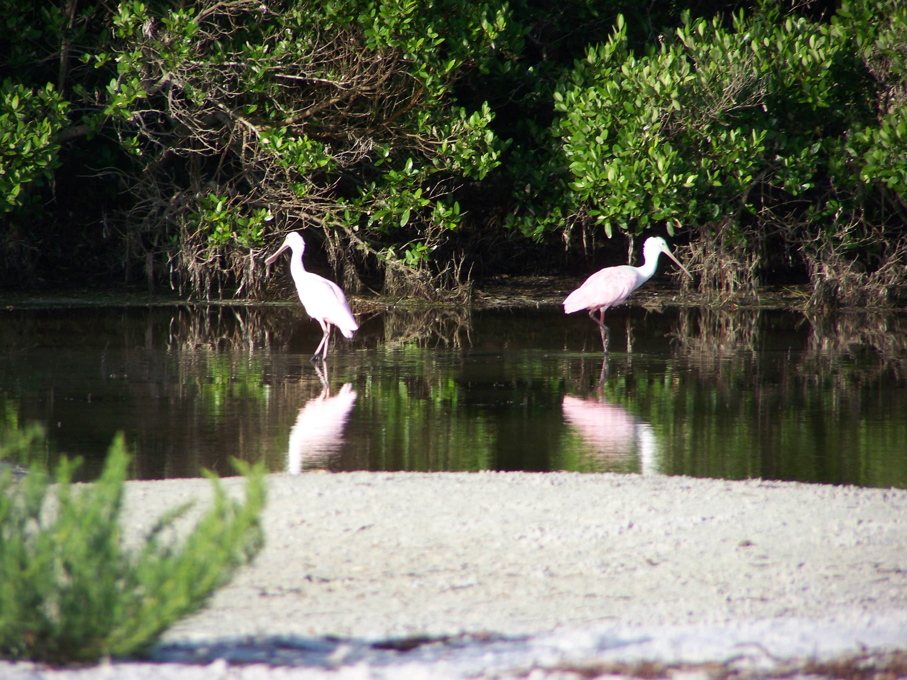 Camper submitted image from Anclote Key Preserve State Park Campground - 5