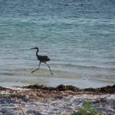 Review photo of Anclote Key Preserve State Park Campground by Jeanene A., August 30, 2019