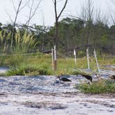 Review photo of Anclote Key Preserve State Park Campground by Jeanene A., August 30, 2019