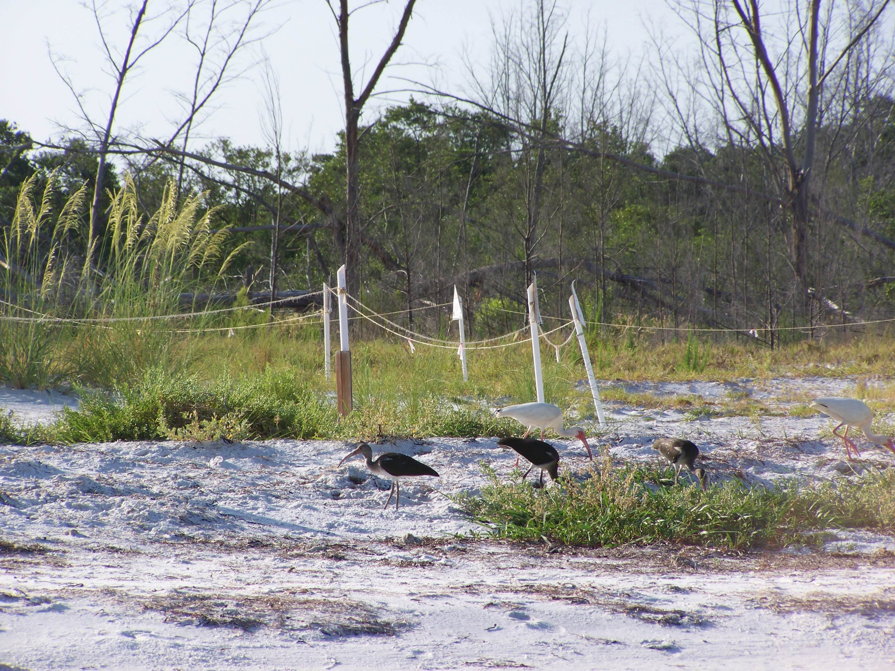 Camper submitted image from Anclote Key Preserve State Park Campground - 2