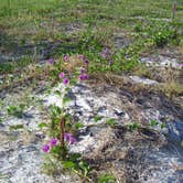 Review photo of Anclote Key Preserve State Park Campground by Jeanene A., August 30, 2019