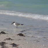 Review photo of Anclote Key Preserve State Park Campground by Jeanene A., August 30, 2019