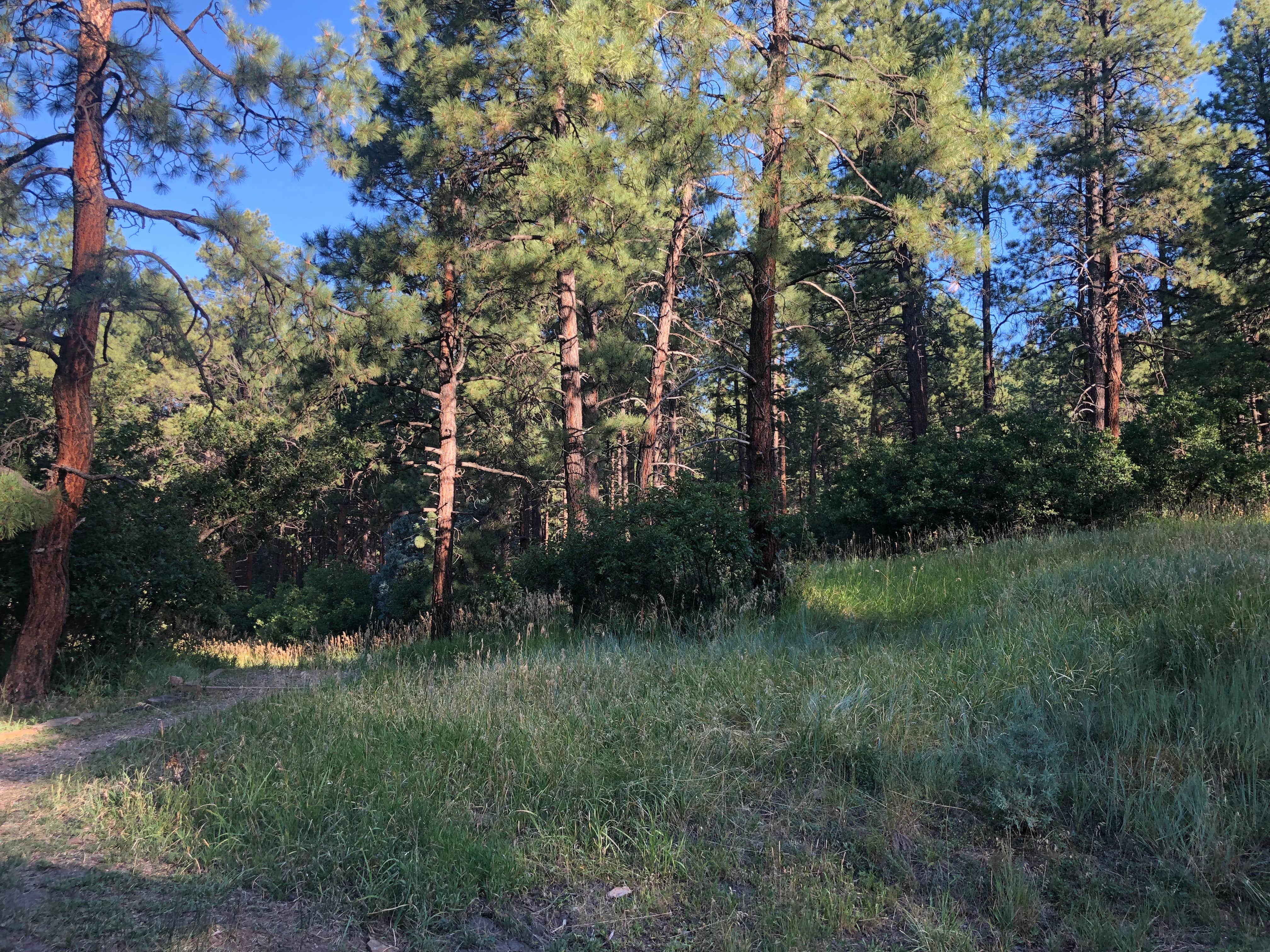 Camper-submitted photo at Junction Creek Campground near San Juan National Forest