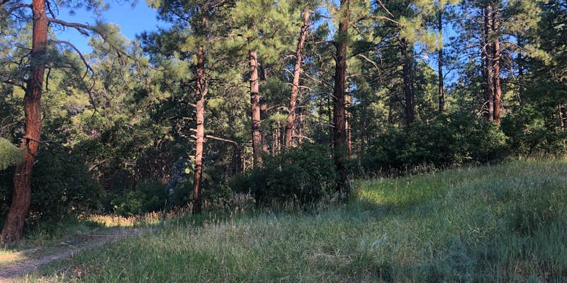 Camper submitted image from Junction Creek Campground