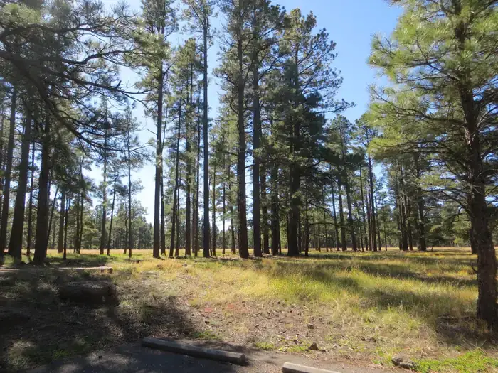 Camper-submitted photo at Pinegrove Campground near Mormon Lake, AZ