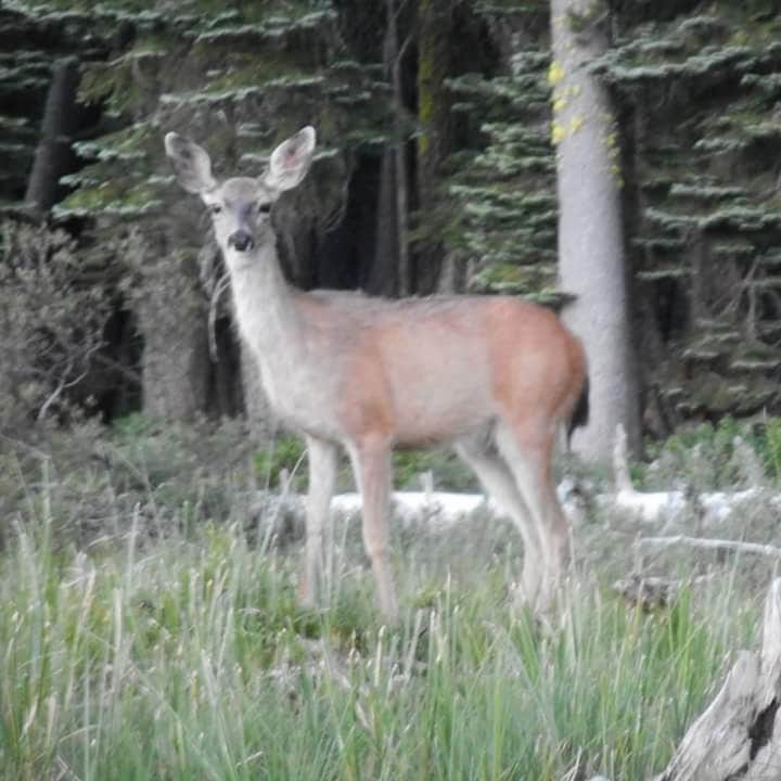 Camper submitted image from Goose Lake Campground - 2