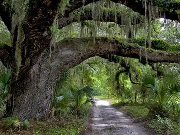 Camper-submitted photo at Sea Camp Campground — Cumberland Island National Seashore near Cumberland Island National Seashore