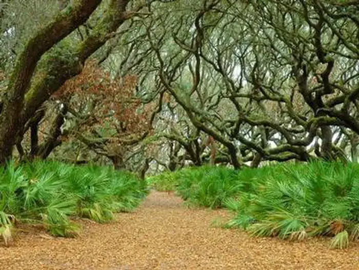 Sea Camp Campground — Cumberland Island National Seashore
