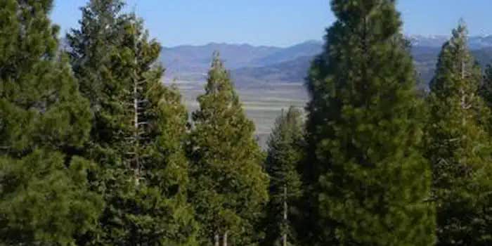 Camper submitted image from Calpine Lookout