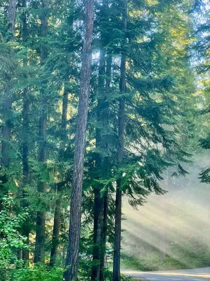 Camper-submitted photo at Riley Creek Campground near Cocolalla, ID