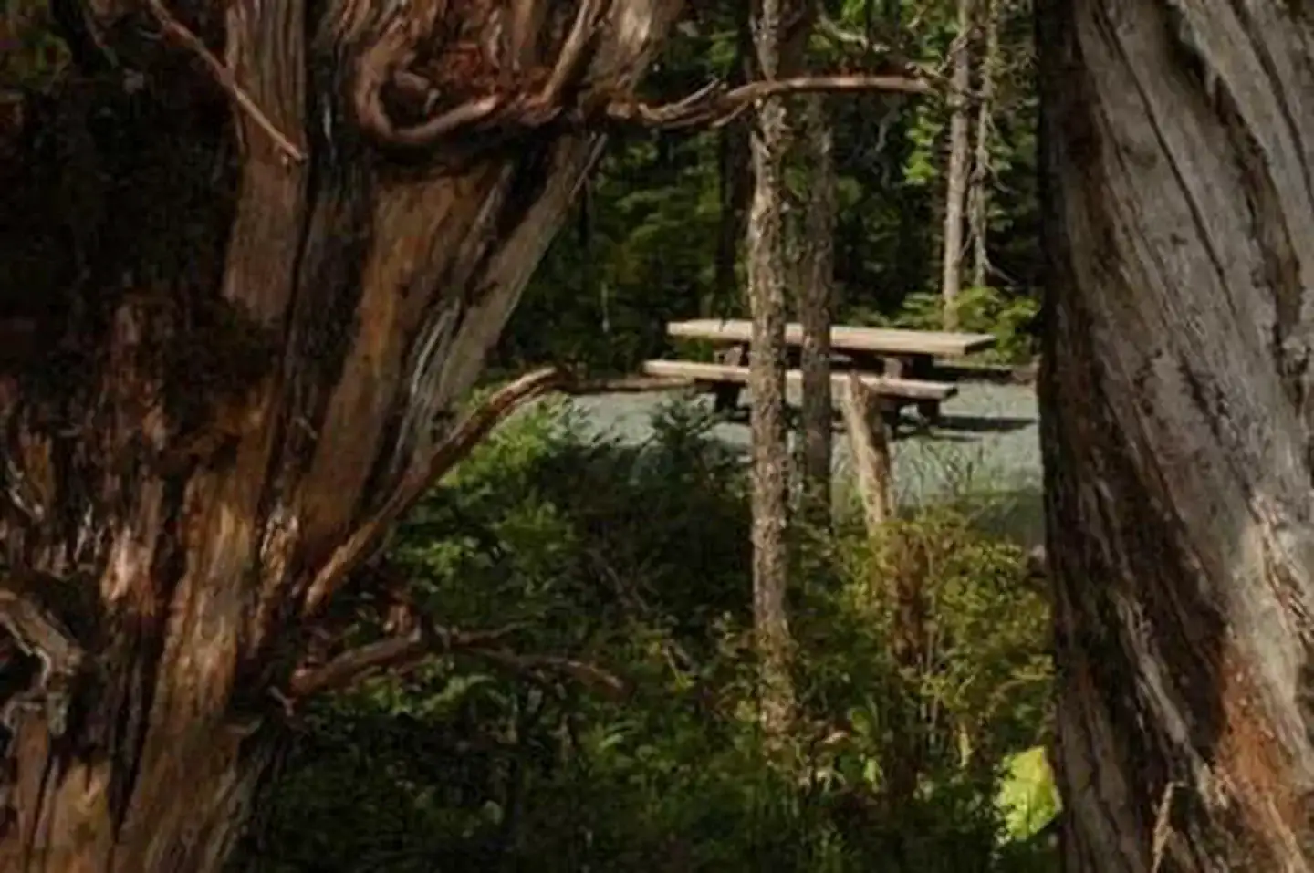 Camping near Honker Lake Cabin: Harris River, Craig, Alaska
