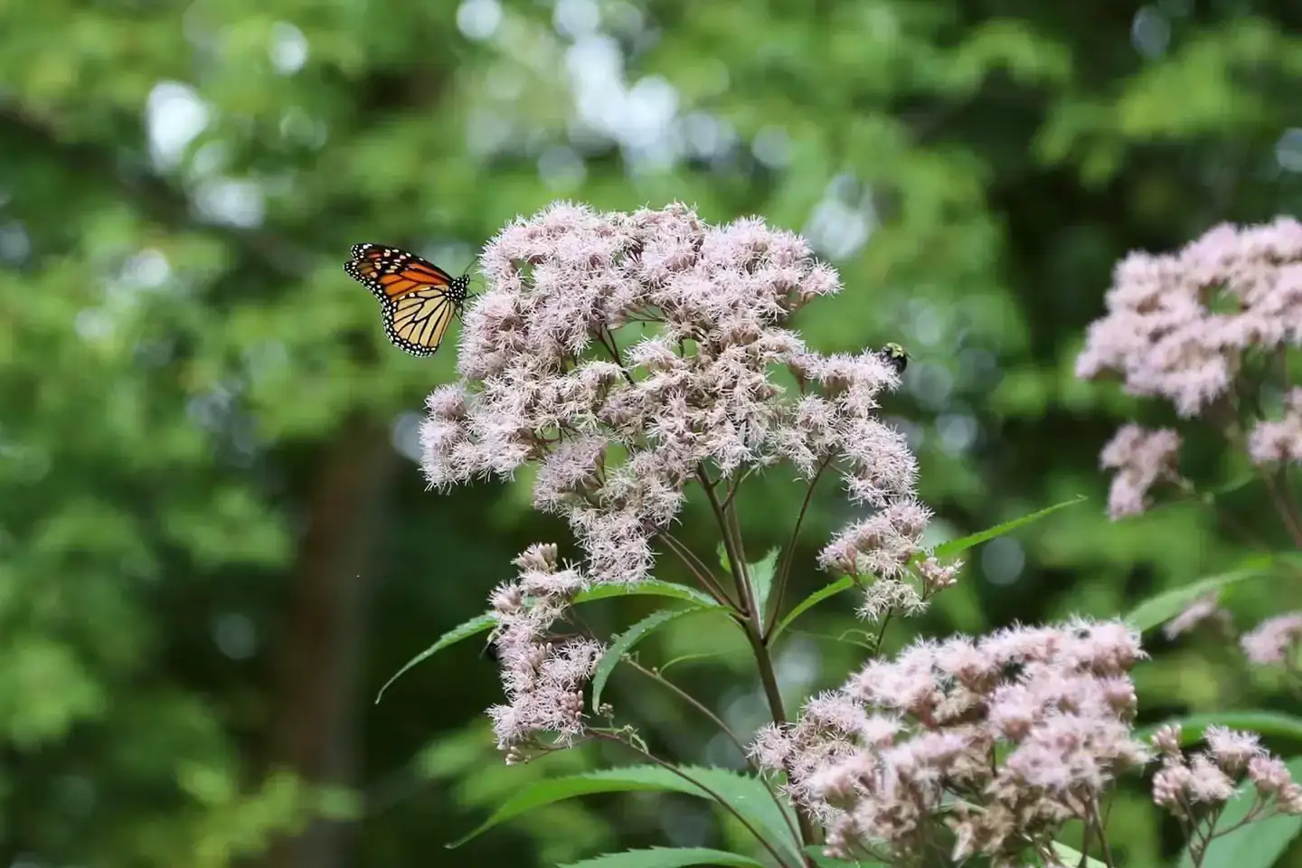 Camper-submitted photo at Blackhawk Park near Lansing, IA