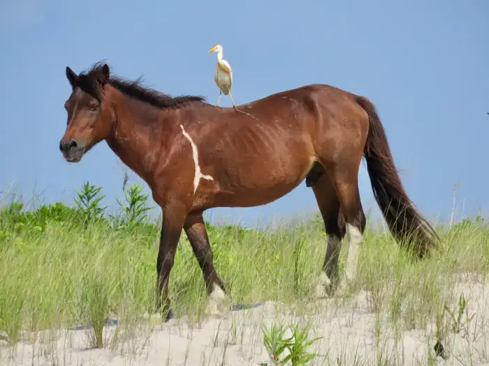 Camper-submitted photo at Bayside Assateague Campground — Assateague Island National Seashore in Maryland