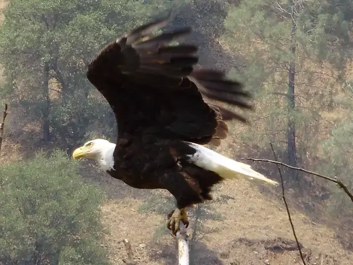 Camper-submitted photo at Tuttletown Recreation Area near Cedar Ridge, CA