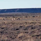 Review photo of Petrified Forest Campground by kristen K., November 29, 2025