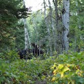 Review photo of Lane Cove Campground — Isle Royale National Park by Danielle A., September 28, 2016