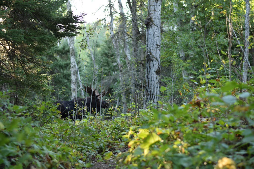 Camper submitted image from Lane Cove Campground — Isle Royale National Park - 3