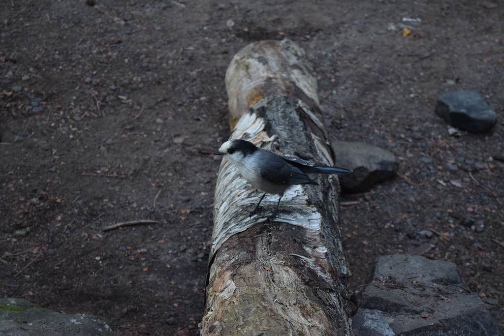 Camper submitted image from Lane Cove Campground — Isle Royale National Park - 5