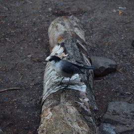 A bird perched atop one of the site's sittin' logs