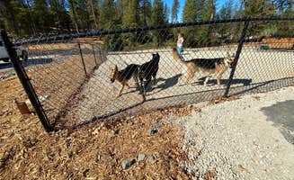 M C.'s photo of camping with pets at Grass Valley RV Resort near Nevada City, CA