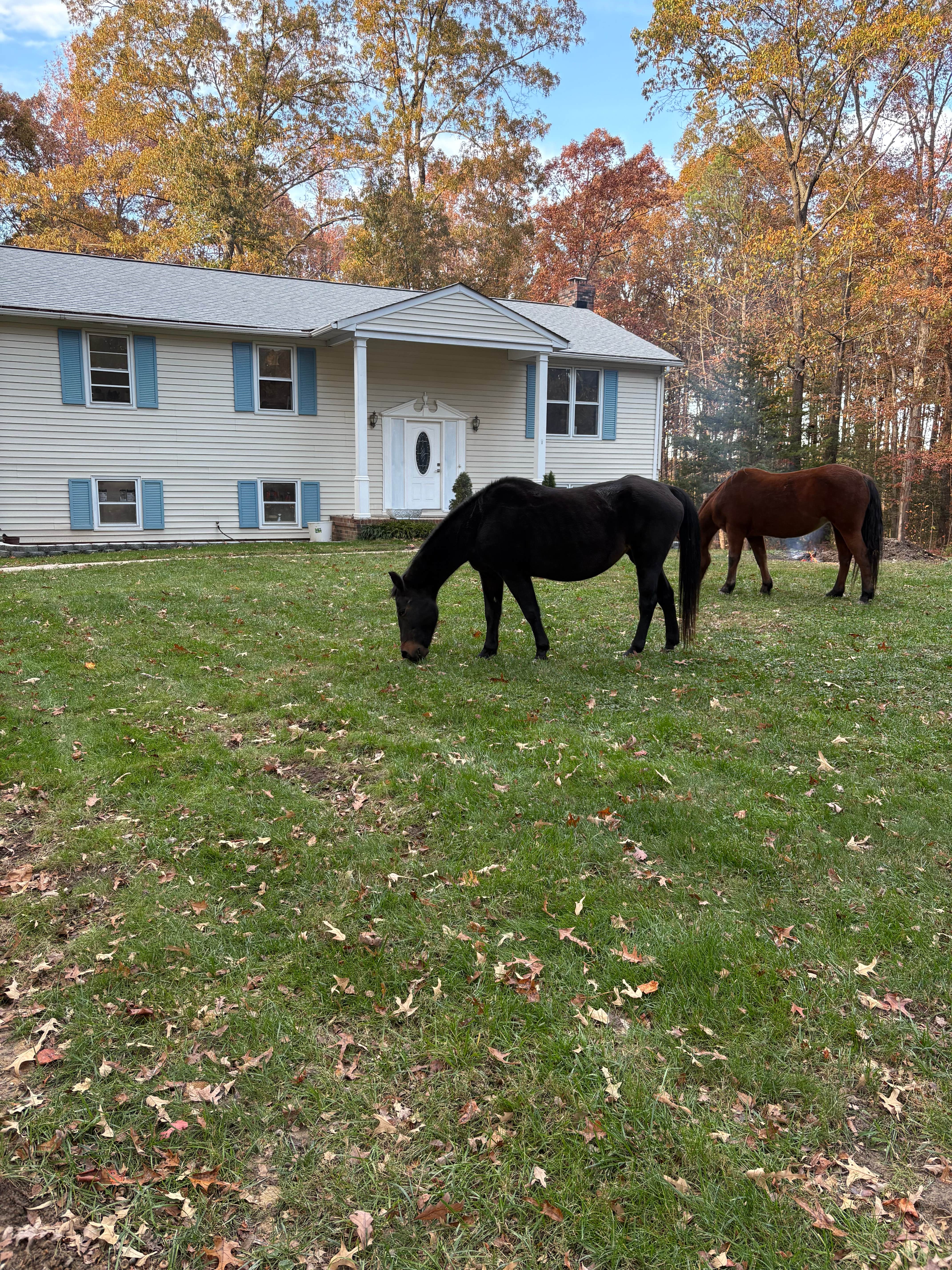 Camper submitted image from Doswell Retreat and Tree Farm - 1