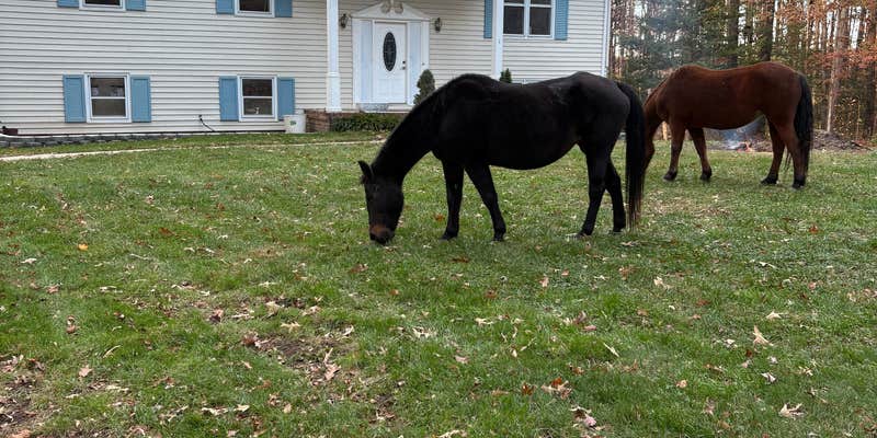 Camper submitted image from Doswell Retreat and Tree Farm