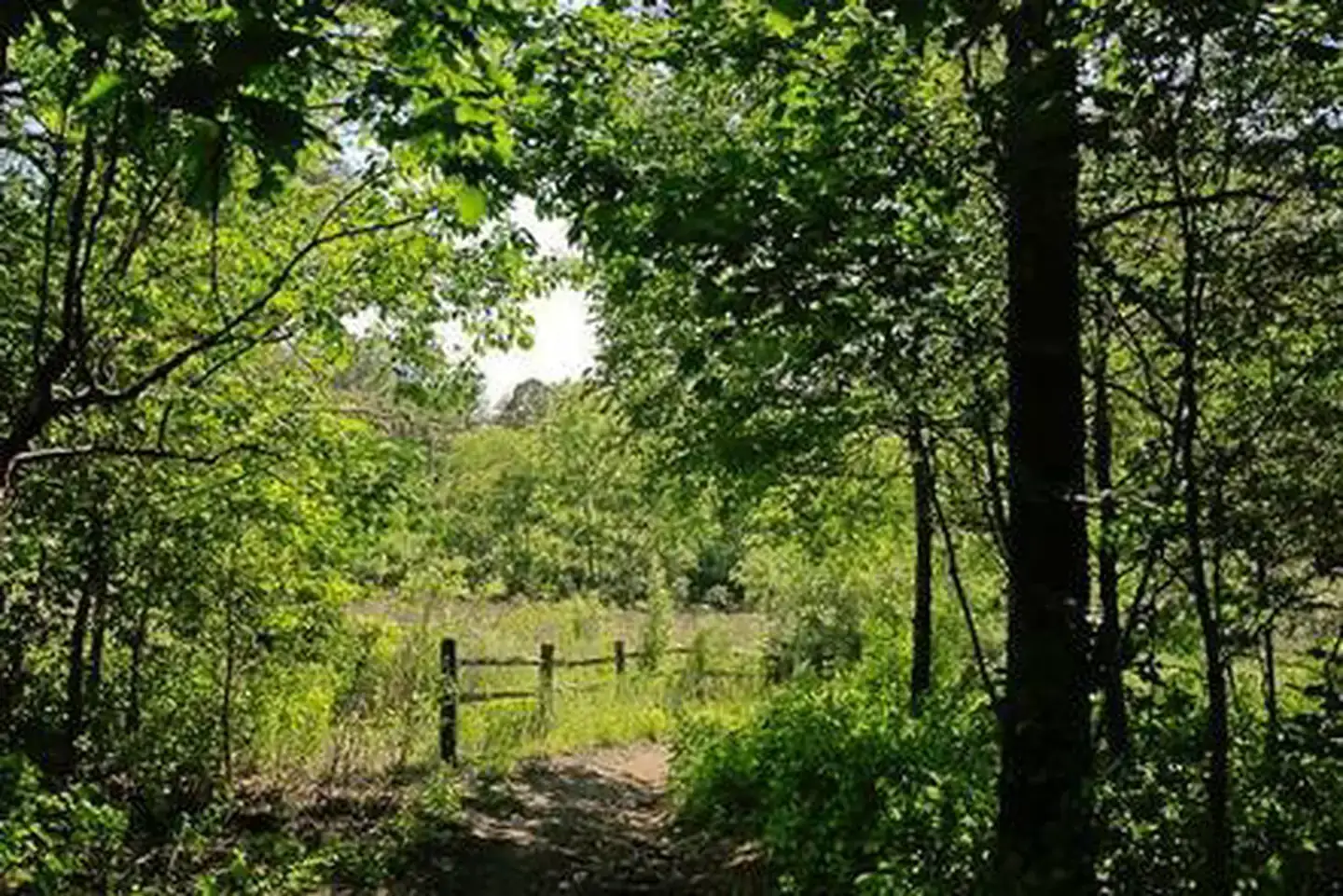Camper-submitted photo at Canebrake Horse Camp near Rockingham, NC