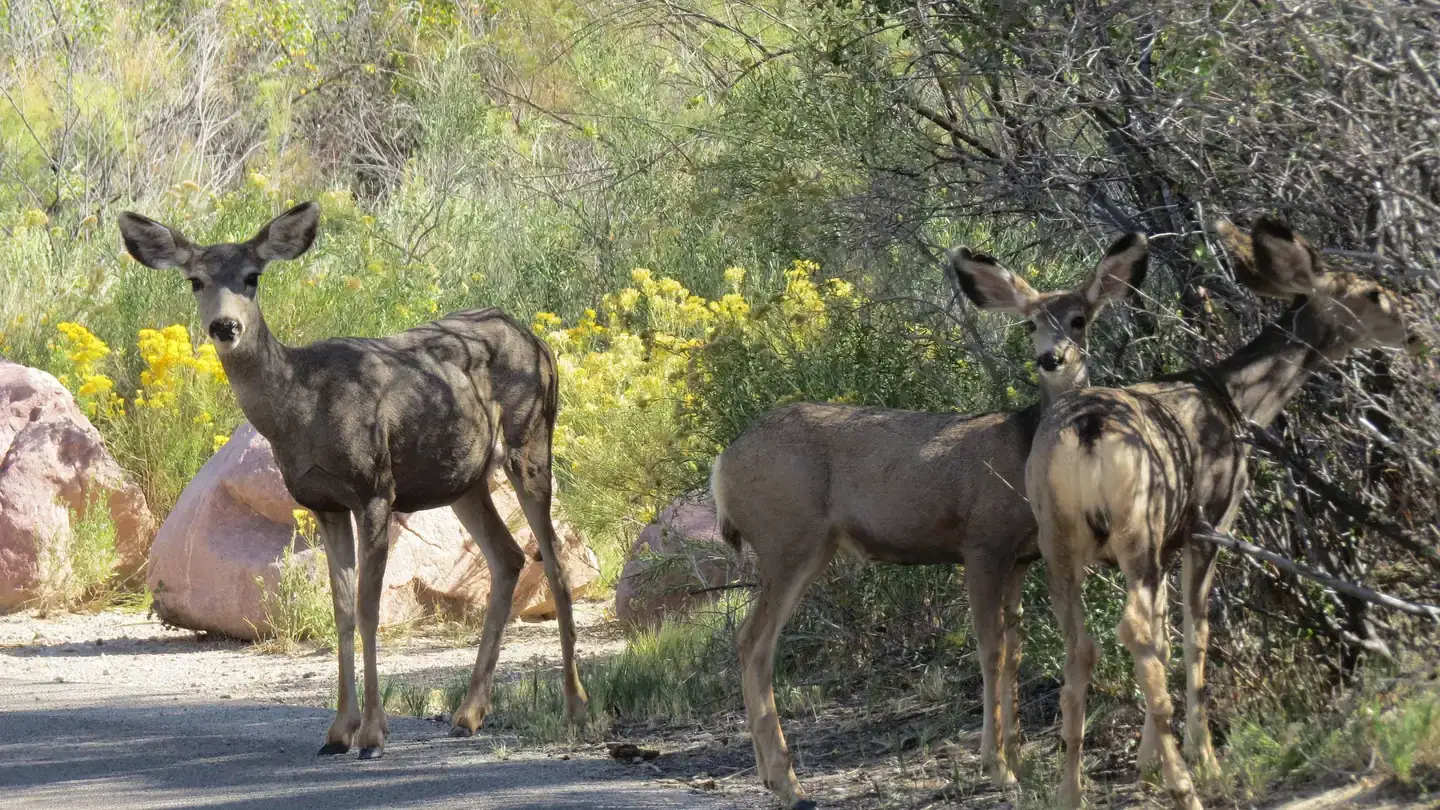 Green River Campground — Dinosaur National Monument