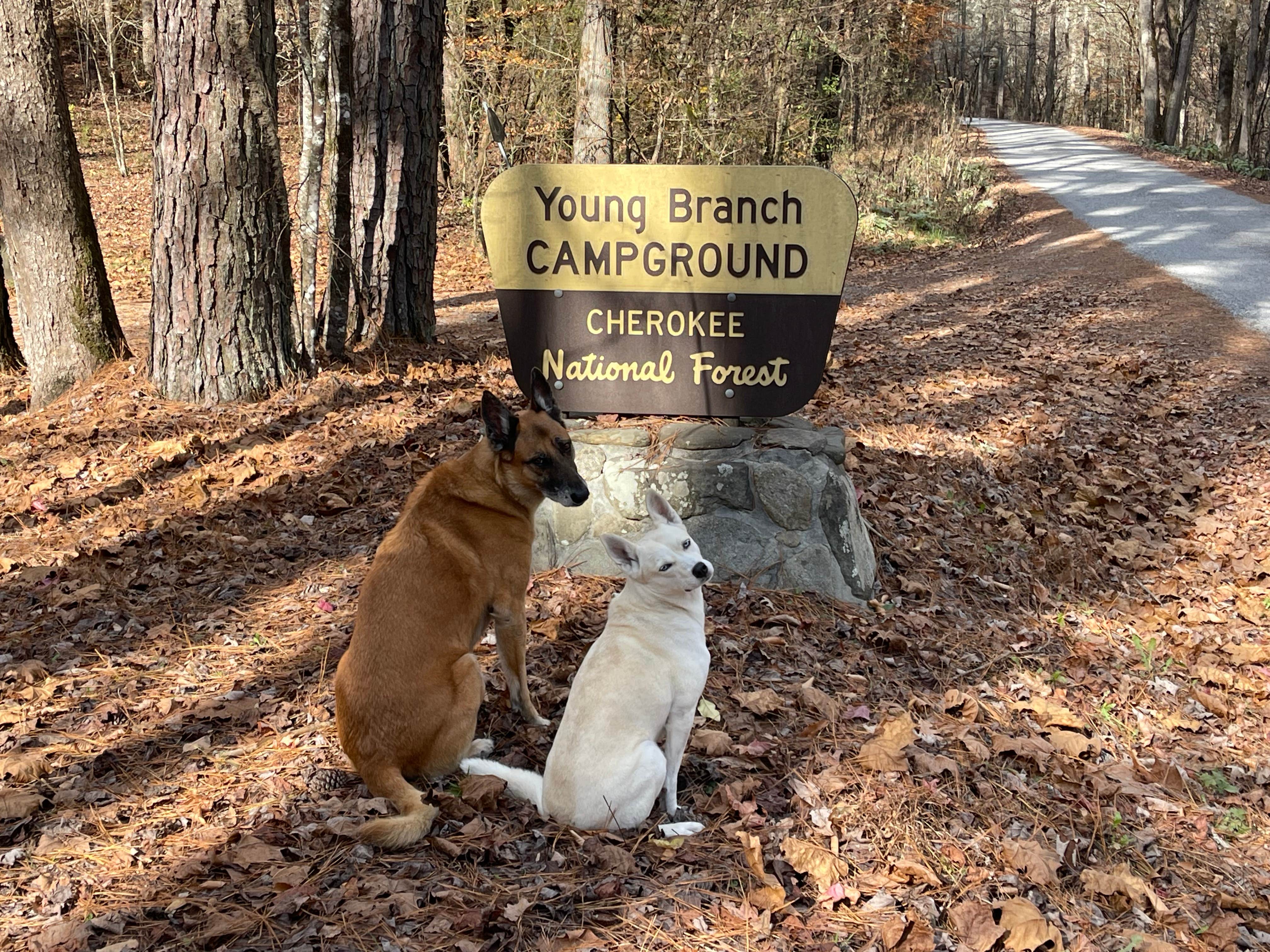 Mike B.'s photo of camping with pets at Young Branch Horse Camp near Greenback, TN