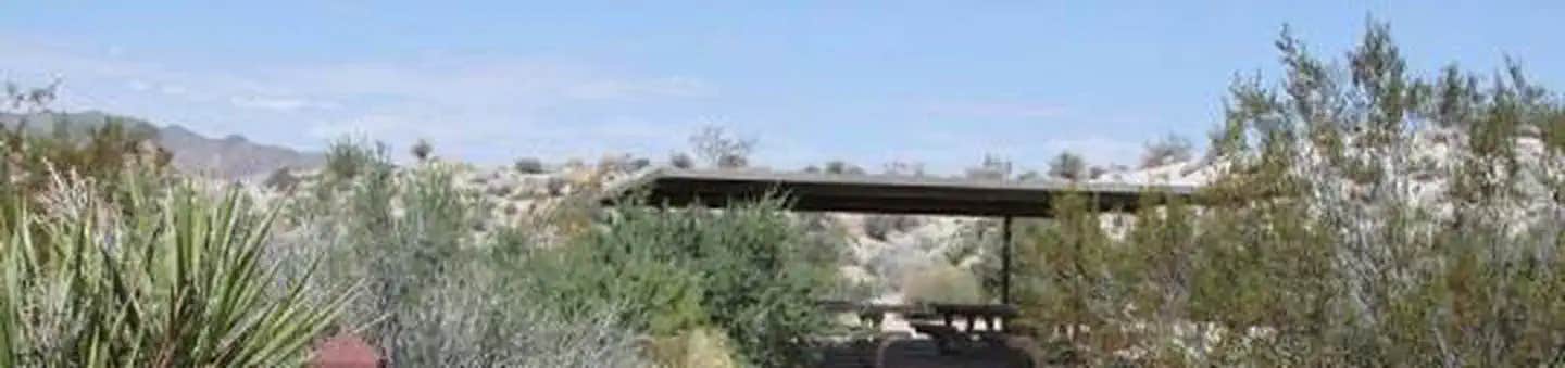 Camper submitted image from Cottonwood Campground — Joshua Tree National Park - 1