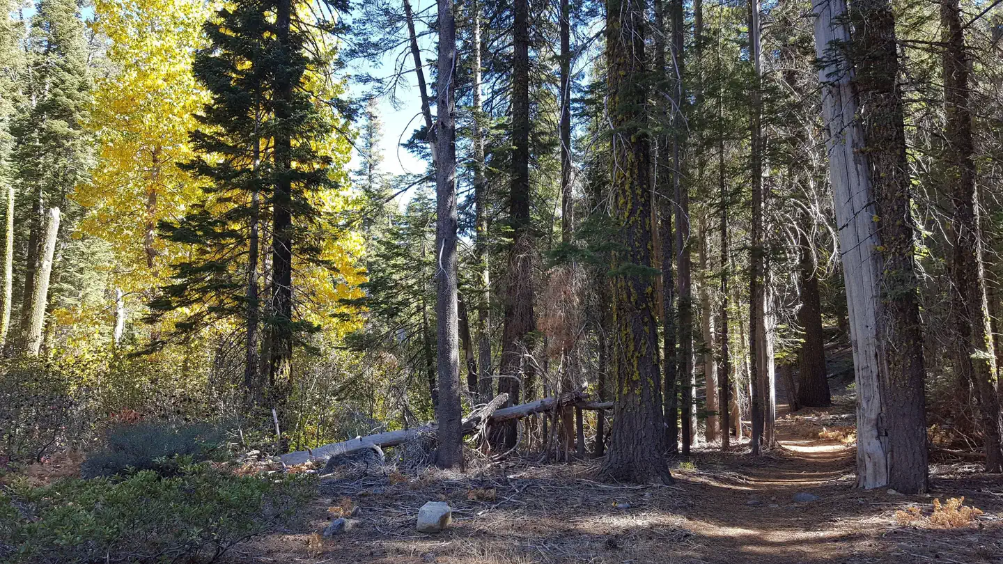 Camper-submitted photo at Chapman near Clio, CA