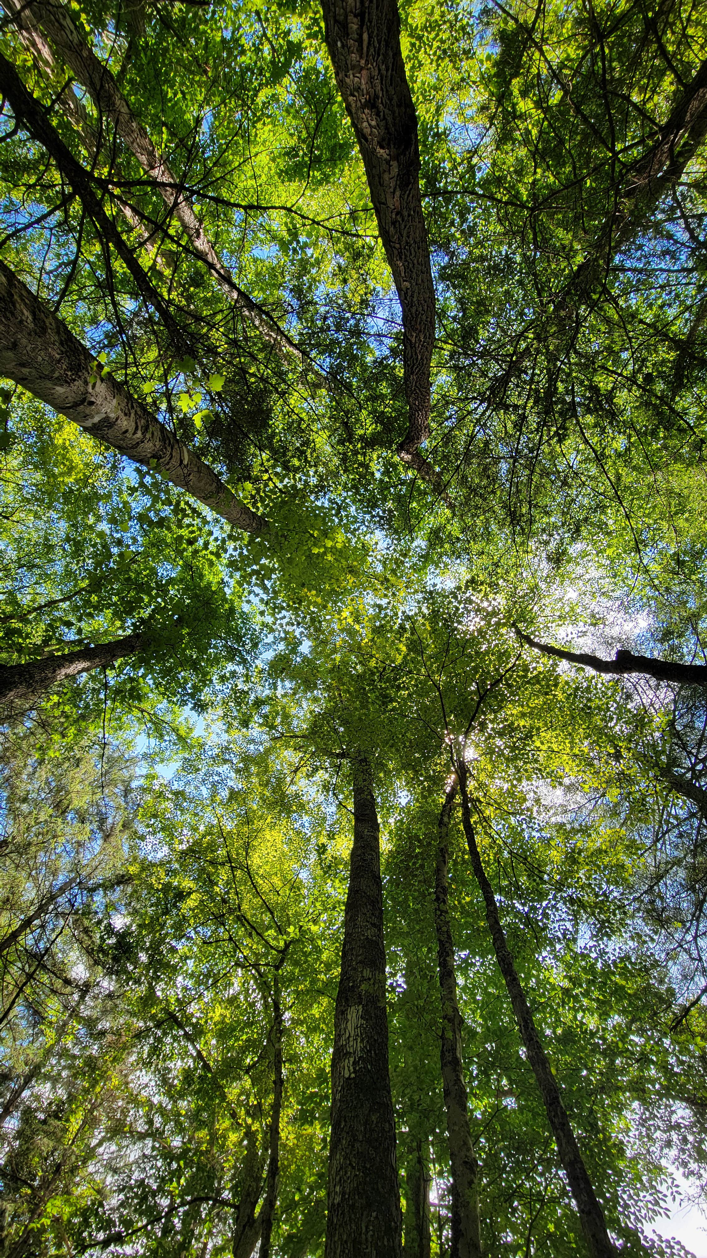 Camper submitted image from Gladwin Dispersed Camping - 1