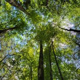 Review photo of Gladwin Dispersed Camping by Ric M., December 5, 2025