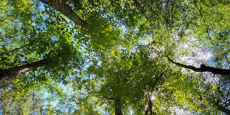 Camper submitted image from Gladwin Dispersed Camping