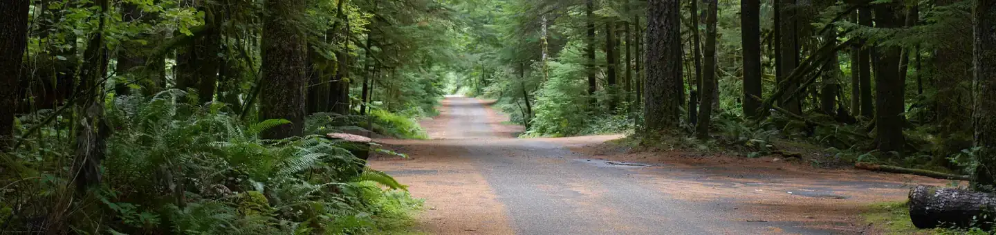 Camping near Gifford Pinchot National Forest Cat Creek Campground: Gifford Pinchot National Forest North Fork Forest Camp Campground, Randle, Washington