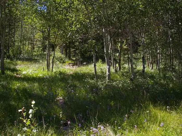 Camper submitted image from Lower Penstemon - 1