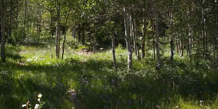 Camper submitted image from Lower Penstemon